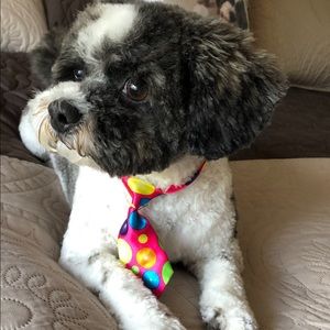 Meet your Posher, Misty